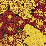 marigold (Dwarf French) Sparky Seeds 421272.htm