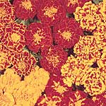 marigold (Dwarf French) Sparky Seeds