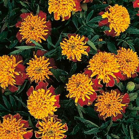 marigold (Dwarf French) Tiger Eyes Seeds Average