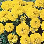 marigold (Dwarf French) Yellow Boy Seeds