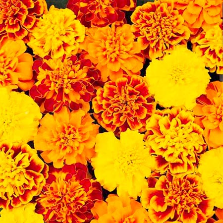 Marigold (French) Bonanza Plants Pack of 50