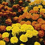 marigold (French) Boy O Boy Easiplants