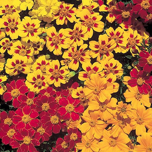 marigold French Fantasia Mix Seeds