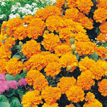 Marigold (French) Seeds - Orange Winner