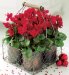 Cyclamen Wire Carrier