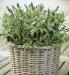 Flowering Lavender Basket