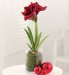 Glass Amaryllis