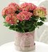 Mothers Day Hydrangea Hatbox