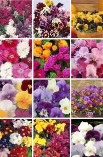 Massive Value Winter Bedding Plant Collection