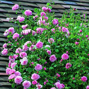 MAY Queen - Climbing Rose ** AUTUMN PRE ORDER