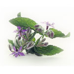 Borage Flower