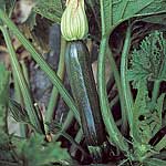 Mini Vegetable Seeds - Courgette Supremo F1