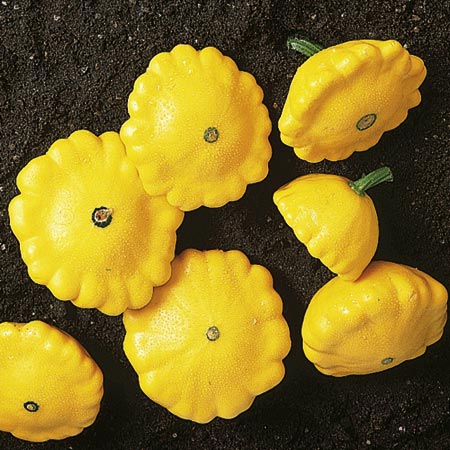 Vegetable Seeds - Marrow Sunburst F1 12 Seeds