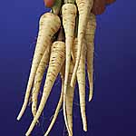 Mini Vegetable Seeds - Parsnip Lancer 438126.htm