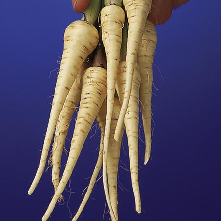 Mini Vegetable Seeds - Parsnip Lancer Average