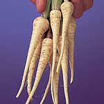 Mini Vegetable Seeds - Parsnip Lancer