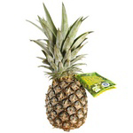 Pineapple Queen Victoria Avion