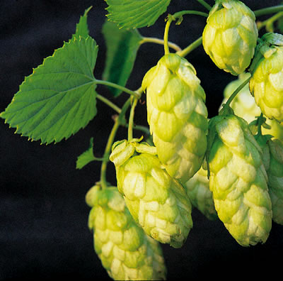 SAUVIN NZ HOPS 100GM