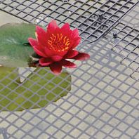 Netfloat Pond Protectors - 10 Square Pads