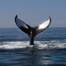 Aquarium Whale Watch - Adult