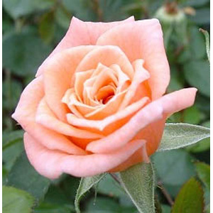 Day - Climbing Rose ** AUTUMN PRE ORDER