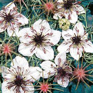 Nigella African Bride Seeds