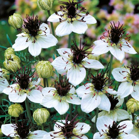 nigella Choc Ice Seeds (Love-In-A-Mist) Average