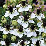 nigella Choc Ice Seeds