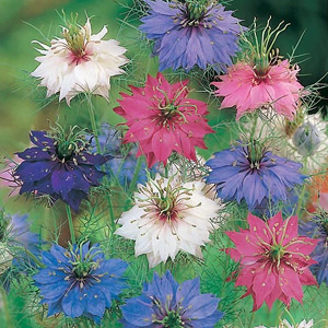 Nigella Damascena Persian Seeds