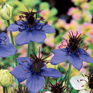 Nigella Midnight Blue Seeds