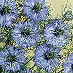 Nigella Miss Jekyll Seeds 417093.htm