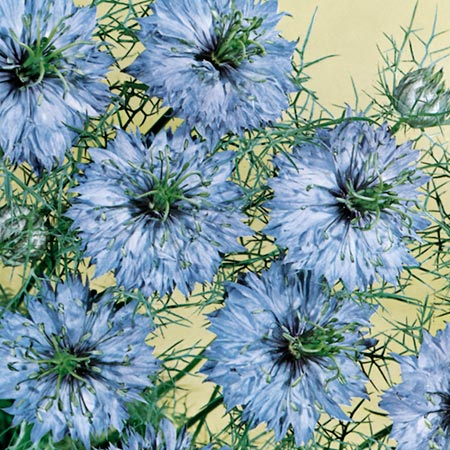 Nigella Miss Jekyll Seeds Average Seeds 650