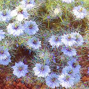 Nigella Miss Jekyll Seeds