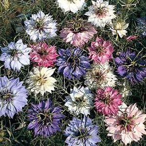 Nigella Persian Jewels Mixed Seeds