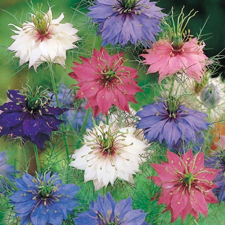 nigella Persian Jewels Seeds (Love-In-A-Mist)