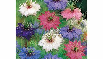 Nigella Seeds - Persian Jewels