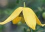 ORANGE Peel Clematis (Group 3)