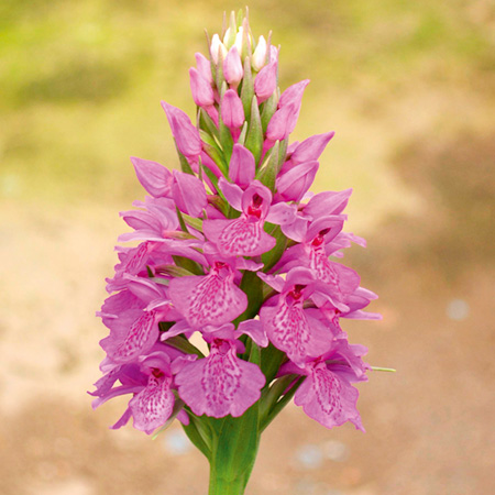 Orchid Dactylorhiza Elata 1 Potted Plant