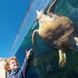 Aquarium from South Majorca - Adult