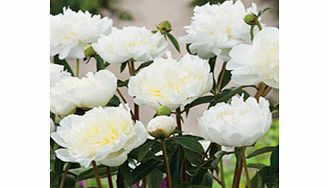 Peony Plant - Duchesse de Nemours