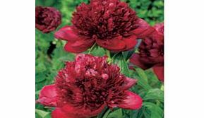 Peony Plant - Red Charm