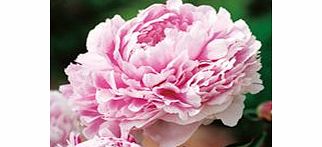 Peony Plant - Sarah Bernhardt