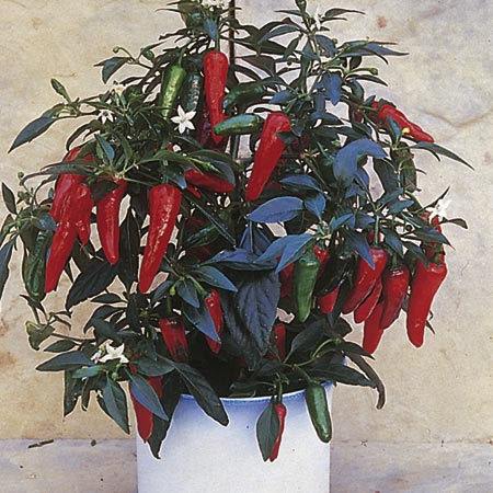 Pepper Chilli Apache F1 Seeds 8 seeds