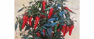 Pepper Chilli Apache F1 Seeds