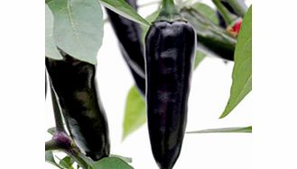 Pepper Chilli Seeds - Chenzo