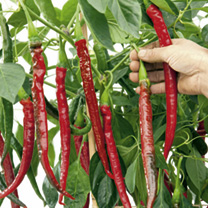 Pepper Chilli Seeds - Joes Long F1