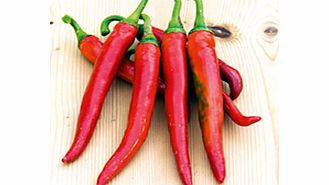 Pepper Chilli Seeds - Romital F1