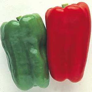 Pepper Giant Jumbo Sweet Seeds