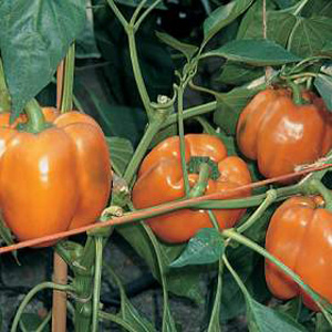 pepper Gourmet Seeds