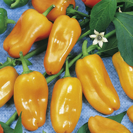 Hamik Seeds (Capsicum) 18 Seeds